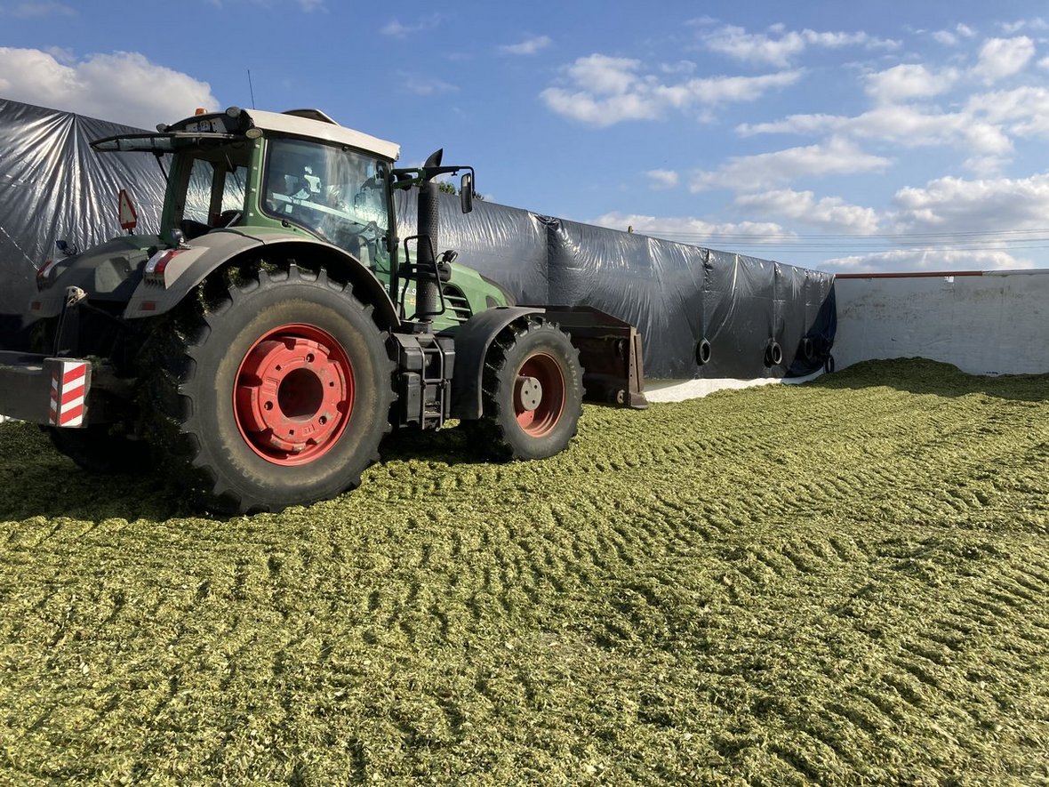 Jak przygotować wysokowartościową kiszonkę z kukurydzy?