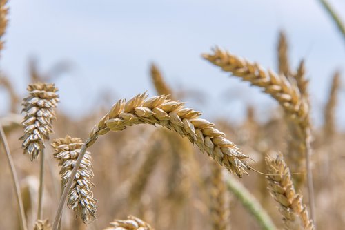 FAO - ceny żywności spadają