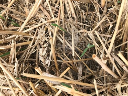 Mineralizacja i próchnica – fundamenty zdrowej gleby