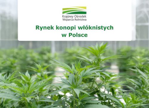 Uprawa konopi siewnych w Polsce po zmianach przepisów