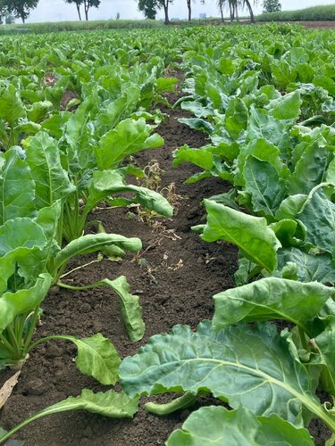 Chwościk buraka – jak skutecznie chronić plantację i nie tracić na opłacalności uprawy