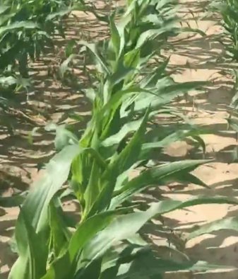 Odporność chwastów na herbicydy w kukurydzy