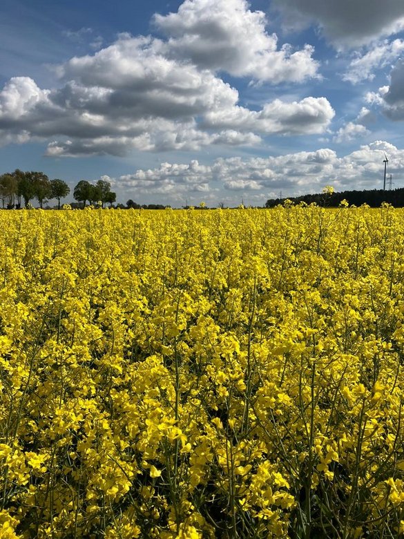 Rzepak – bezpieczeństwo i stabilność plonowania