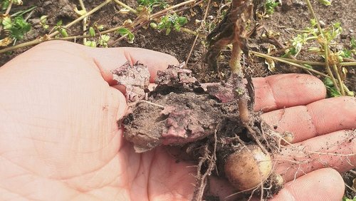 Higiena pola. Mechaniczne ograniczenie samosiewów ziemniaka