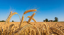 Agroskop inwestycje w maszyny nadal słabe