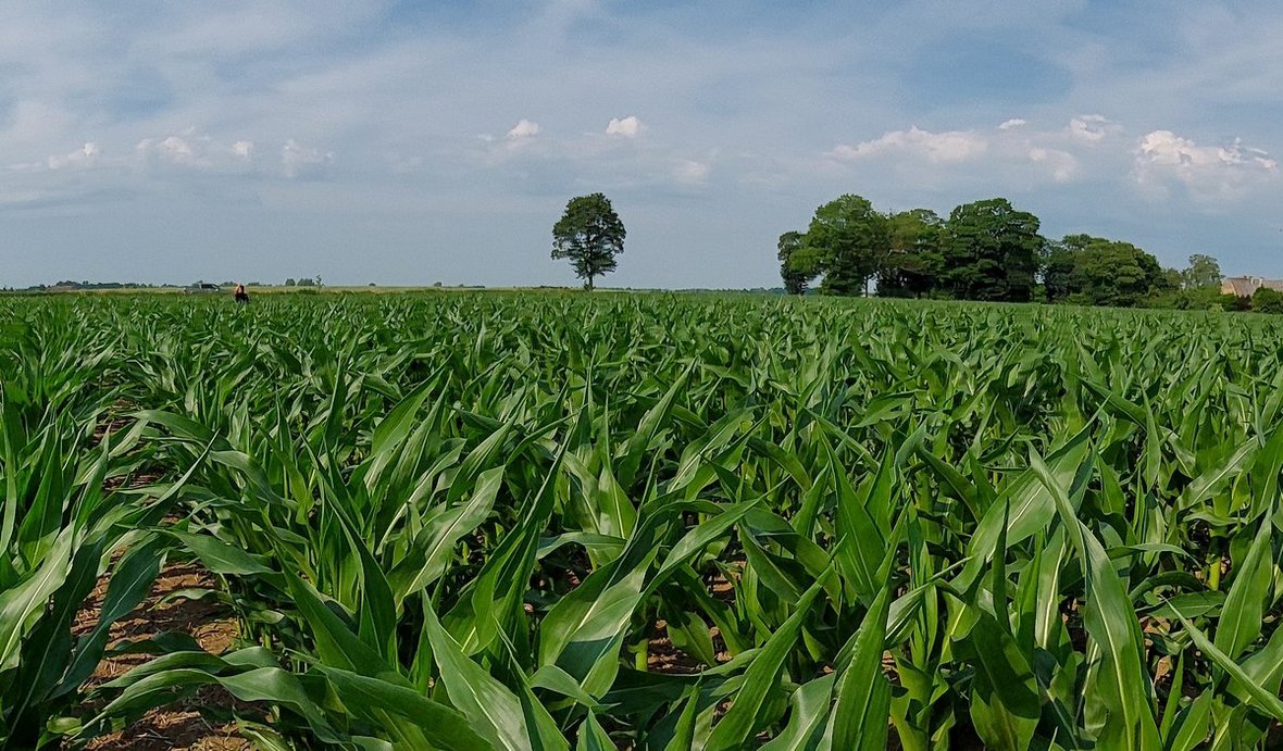 Odporność chwastów na herbicydy w kukurydzy
