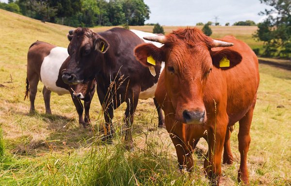 Cyfryzacja w małych gospodarstwach: wyniki projektu DiWenkLa