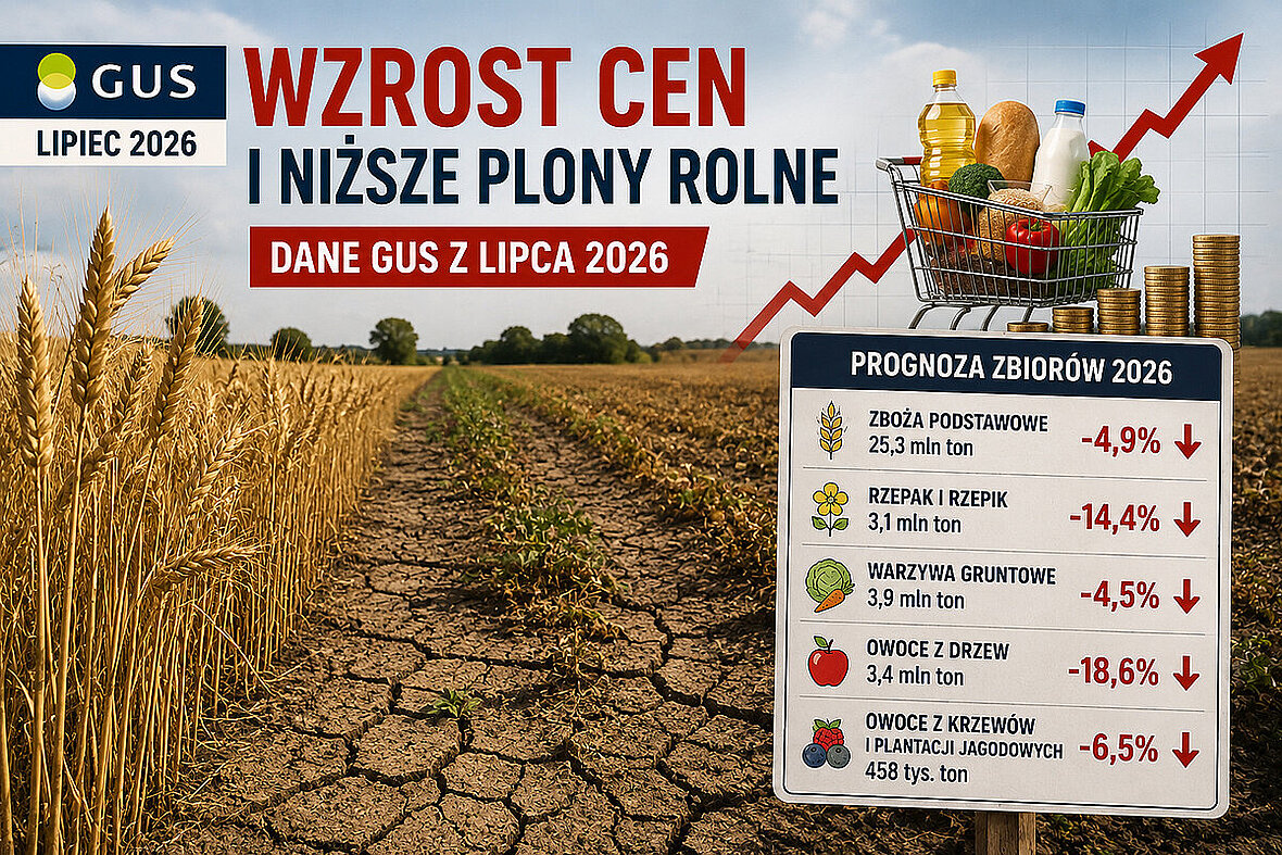 Ceny rosną a GUS prognozuje niższe plony w 2026 roku