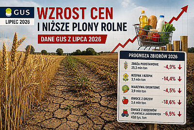 Ceny rosną a GUS prognozuje niższe plony w 2026 roku
