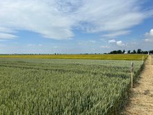 Opłacalność upraw rolnych w 2026 roku - które przynoszą największy zysk?