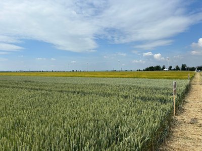Opłacalność upraw rolnych w 2026 roku - które przynoszą największy zysk?
