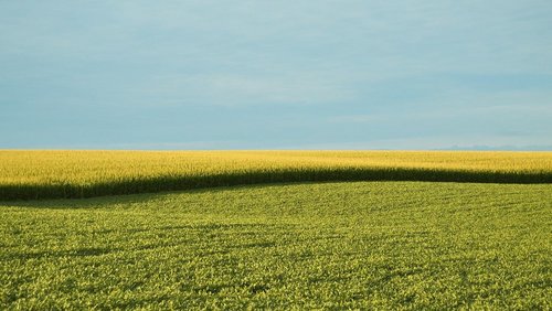 Polska wolna od upraw GMO