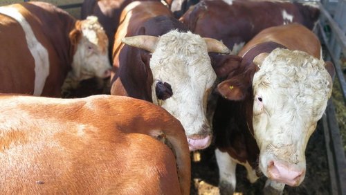 Ceny bydła rzeźnego nadal rosną
