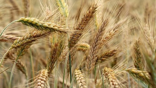 Krajowa pomoc dla producentów zbóż i roślin oleistych - 48 tys. rolników otrzymało ponad 567 mln zł