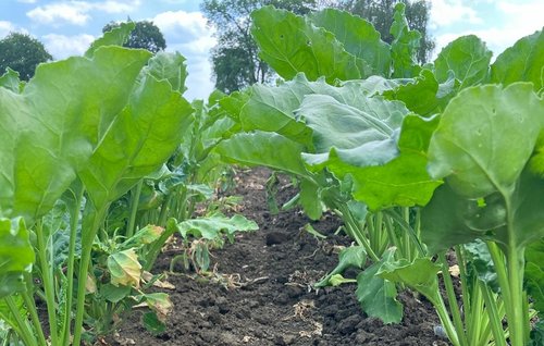 Chwościk buraka – jak skutecznie chronić plantację i nie tracić na opłacalności uprawy