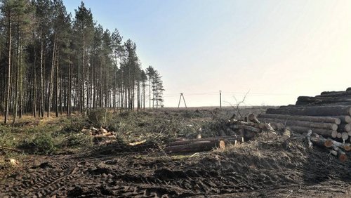 Ministerstwo Środowiska zapowiada ograniczenia w wycince drzew