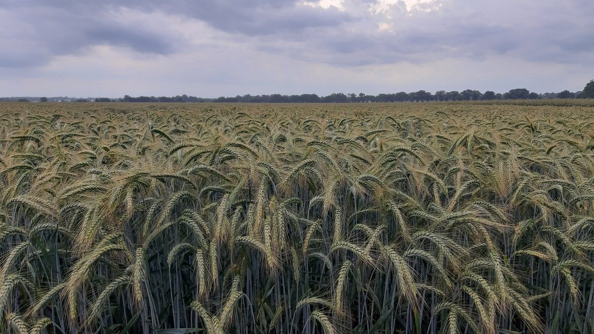 Pszenżyto, czyli mieszaniec na słabe stanowiska