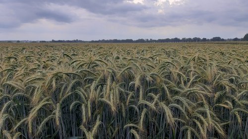 Pszenżyto, czyli mieszaniec na słabe stanowiska