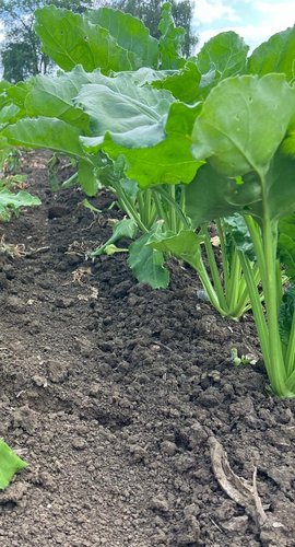 Chwościk buraka – jak skutecznie chronić plantację i nie tracić na opłacalności uprawy