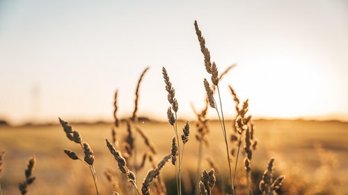 GUS - W drugim półroczu 2025 rolnicy coraz bardziej pesymistyczni