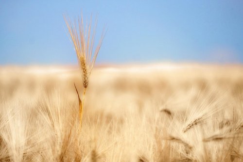 Rząd wydłuża zakaz sprzedaży państwowej ziemi