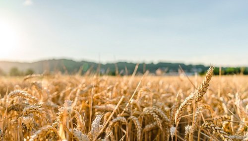 Ministerstwo Rolnictwa - nowe obowiązki dla nabywców nieruchomości na terenach wiejskich 