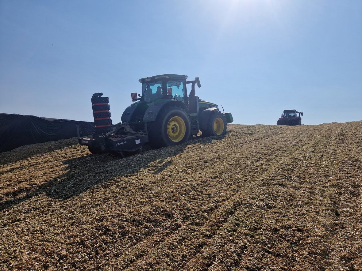 Jak przygotować wysokowartościową kiszonkę z kukurydzy?