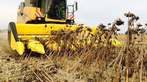 Hedery do zbioru kukurydzy Corn Power.