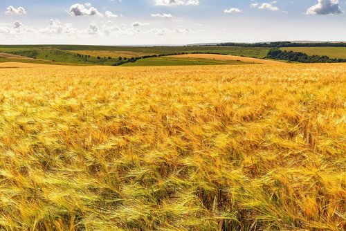 Ukraina: program wsparcia zakupu maszyn rolniczych nabiera skali