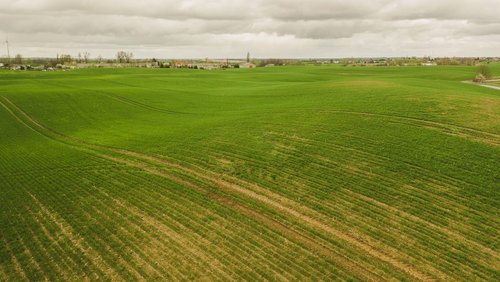 Międzyplony: Lek dla Gleby i Szansa na Dodatkowy Zarobek