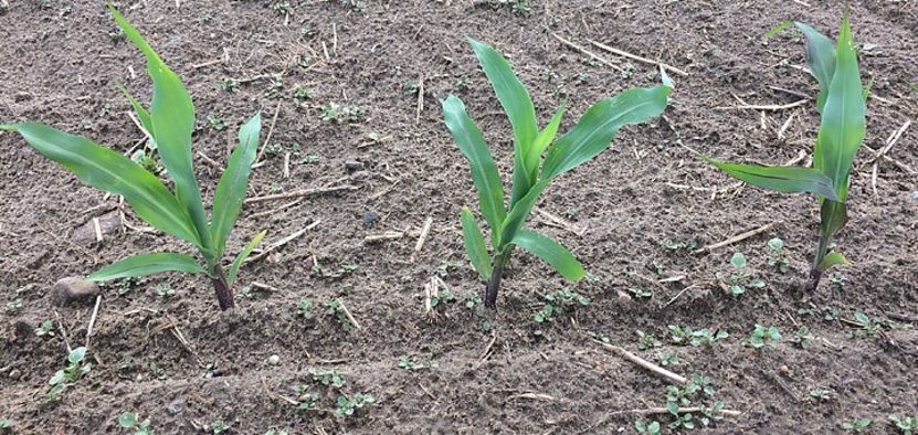 Odporność chwastów na herbicydy w kukurydzy