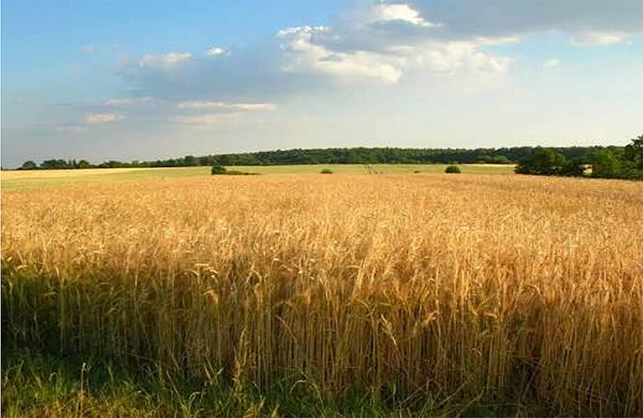 Polskie rolnictwo z najniższym zadłużeniem od 5 lat