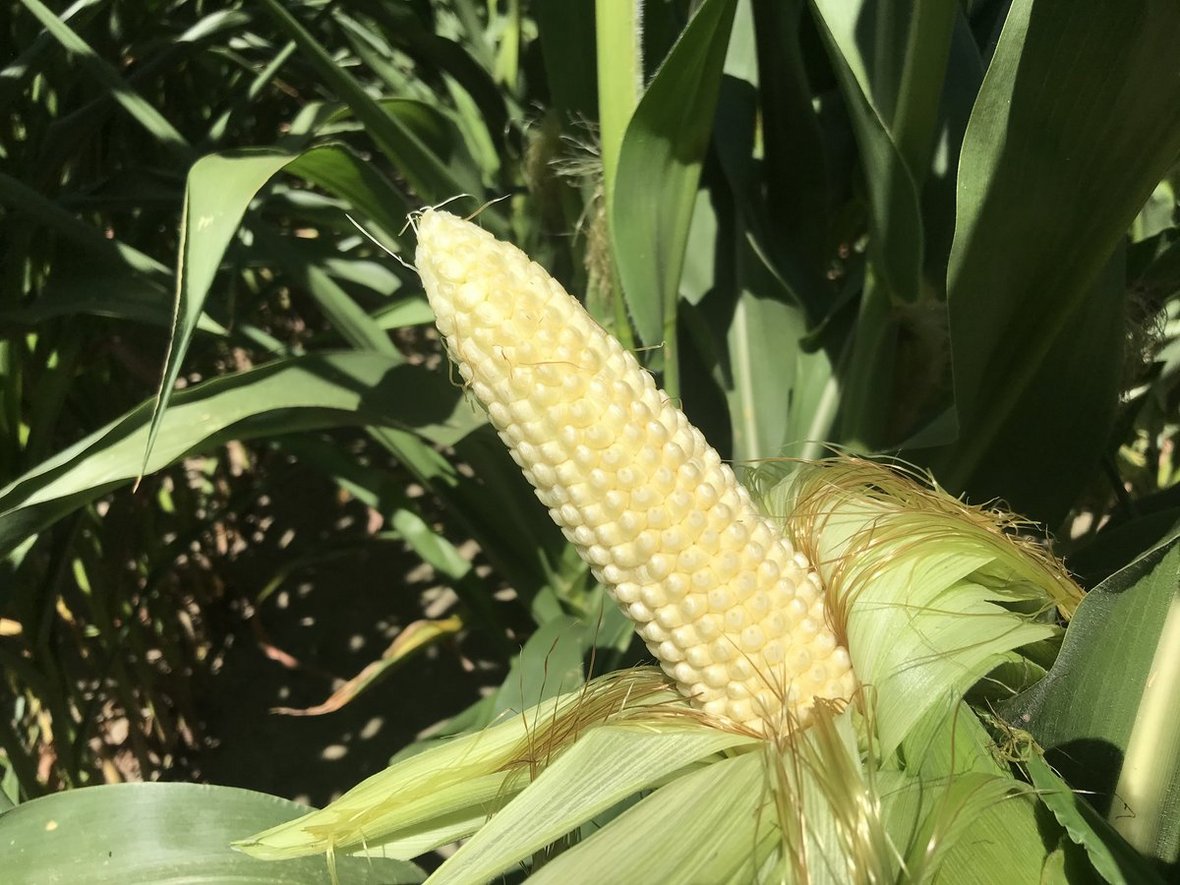 Skarlała kukurydza - kondycja plantacji w połowie lata