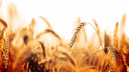 Izba Zbożowo-Paszowa. Ceny rosną, jakość pod znakiem zapytania