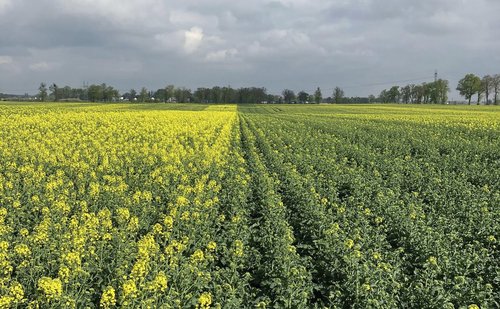 Techniczne odmiany rzepaku w walce ze szkodnikami
