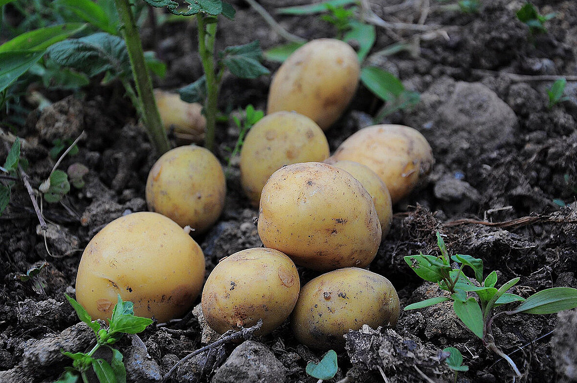 4 mln zł na szkolenia z bioasekuracji ziemniaka