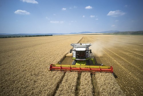 kombajn claas lexion w pszenicy