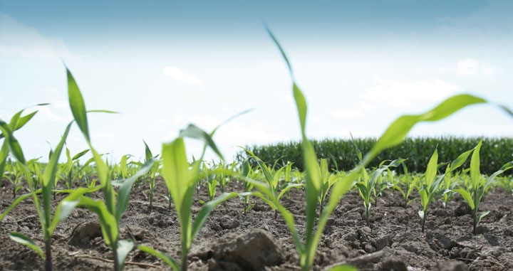 Pogoda płata figle producentom kukurydzy