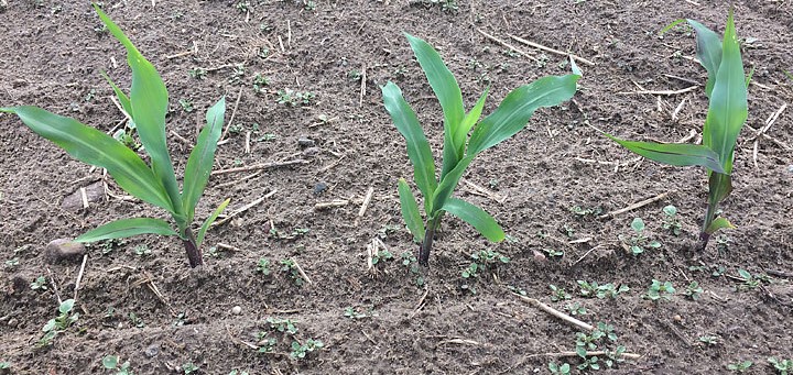 Pogoda płata figle producentom kukurydzy