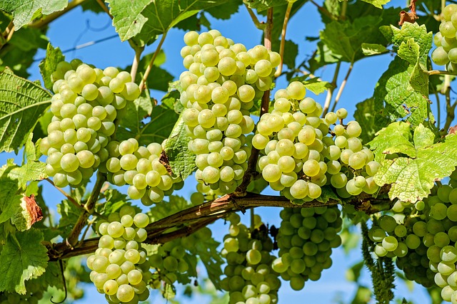 Francja. Wyższe zbiory winogron i produkcja wina