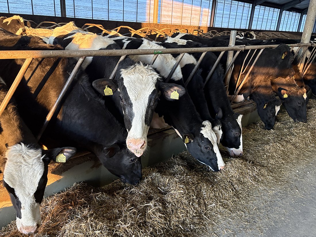 Pogłowie bydła w Polsce w 2025 roku – nowe dane GUS