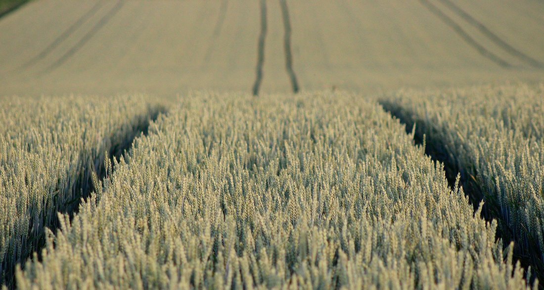 KGS i Carrefour – rząd zamyka temat przejęcia